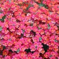 Image result for Nemesia lilacina