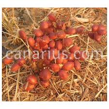 Image result for Lannea edulis