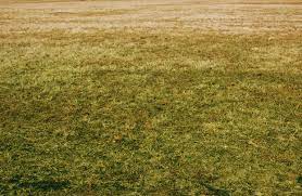We did not find results for: Yellow Lawn Problems How To Turn A Yellow Lawn Green