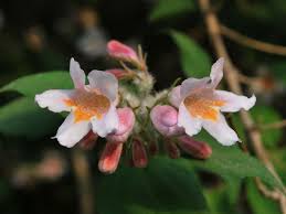 Image result for Caprifoliaceae