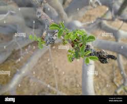 Image result for Commiphora mombassensis