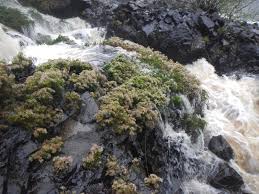 Image result for Inversodicraea tenax