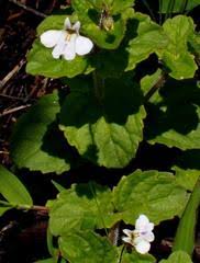 Image result for Diclis reptans