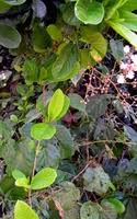 Image result for Tetracera alnifolia