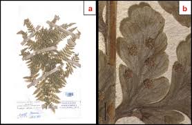 Image result for Cyclosorus striatus