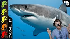 Image result for Shark