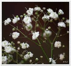 Baby S Breath Gypsophila Paniculata Mygarden Org