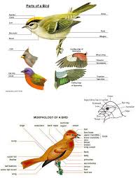Birds On The Bat Forum Parts Of A Bird Bird Homeschool Nature Study Wild Birds