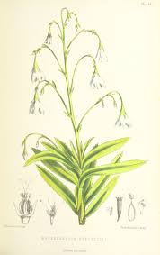 Image result for Wahlenbergia flexuosa