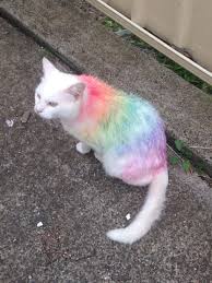 Happy Birthday My Dear Tusi Tusi Is My Pet And My Pet Is My Best Friend Everybody In 2021 Happy Birthday Quotes For Friends Happy Birthday Quotes Happy Birthday Me