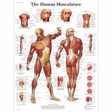 How do you take care of a body if you don't know the anatomy? Human Muscle Anatomy Con Imagenes Musculos Del Cuerpo Humano Sistema Muscular Humano Anatomia Musculos