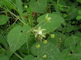 Image result for Pergularia daemia