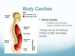 Maybe you would like to learn more about one of these? Body Cavities Dorsal Body Cavity Cranial Cavity Space Inside Bony Skull Contains Brain Ppt Download