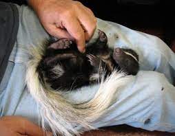 Pin On Future Pets