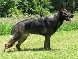 Labrashepherds are patient and affectionate dogs. Types Of German Shepherds By Wildhaus Kennels