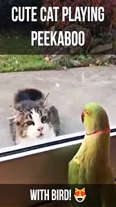 Bird Videos For Cats To Watch Online Pin On Animals