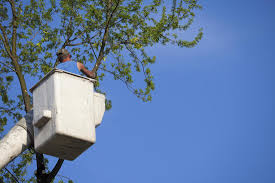 24 hour emergency service company. Tree Companies Near Me Bush Removal Service Richland Wa
