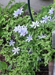 Maybe you would like to learn more about one of these? Clematis Scented Clem Aka Sugar Sweet Blue Clematis