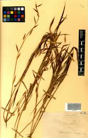 Image result for Monocymbium