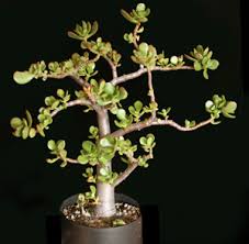 Image result for Crassula zombensis