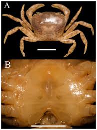 Image result for Tragia brevipes-benthamii-okanyu