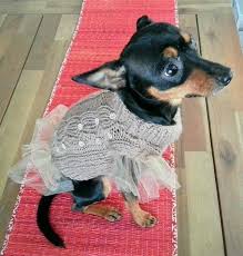 Kedi Kopek Kiyafetleri Kopek Kedi Kopek Kedi