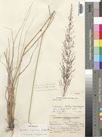 Image result for Sporobolus sanguineus