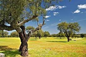 We did not find results for: Extremadura Fincas Dehesas Y Casas Rurales En Venta Casas Rurales En Venta Casas Rurales Fincas