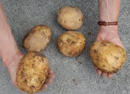 Check spelling or type a new query. Tips For Choosing And Planting Potatoes In Your Garden