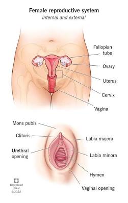 The female reproductive system, AI generated
