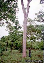 Image result for Isoberlinia tomentosa