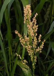 Image result for Panicum miliaceum
