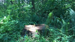 BLM removes 650 trees from popular camp site due to disease