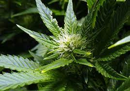 Maybe you would like to learn more about one of these? Best Flowering Stage Tips For Cannabis Flowering Stage Week By Week
