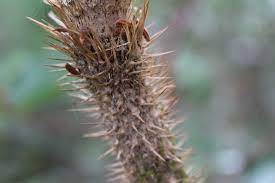 Devil S Club Oplopanax Horridus Biodiversity Of The Central Coast
