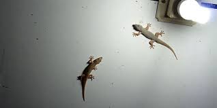 Knowing what attracts lizards in your home helps you to prevent unwanted attention. How To Get Rid Of Lizards And Keep Them Away Permanently