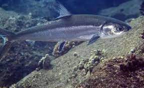 Budidaya Ikan Bandeng Ikan Kartun Ikan Cupang