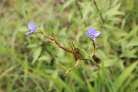 Image result for Aristea abyssinica