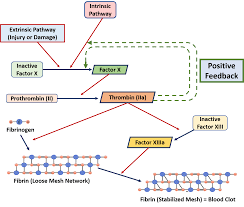 Positive and negative feedback mechanisms refer to any process that regulates the value of one variable in the face of another variable, thus in biology, feedback mechanisms are related to an organism maintaining homeostasis. Ch103 Chapter 8 Homeostasis And Cellular Function Chemistry