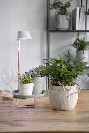 apenpootje davallia humata intratuin kamerplanten schaduwplanten planten