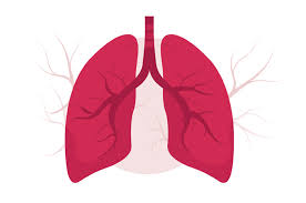 Check spelling or type a new query. Organ Pernapasan Manusia Beserta Gambar Pengetahuanku13