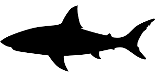 Gambar hewan hitam putih mewarnai gambar merupakan suatu bentuk tiruan baik tiruan makhluk gambar hitam putih drawing binatang posted by unknown at 0126. Hiu Mulut Ikan Gambar Vektor Gratis Di Pixabay