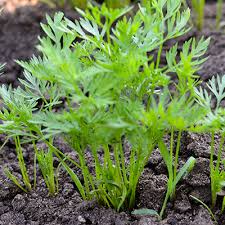 See full list on gardeningknowhow.com Thinning I Don T Carrot For It Vegetables Botanical Interests