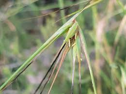 Image result for Themeda triandra