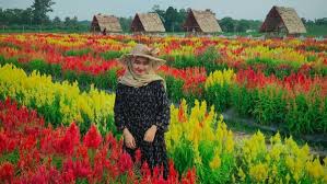 Ferly studio (ambon)audio arr /mixing & mastering : Taman Bunga Asri Kota Metro Indah Kebun Bunga Celosia Jadwaltravel Com
