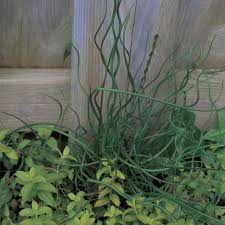 Image result for Cyperus spiralis
