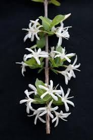 Image result for Feretia