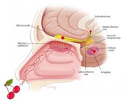 Image result for Olfactory Training