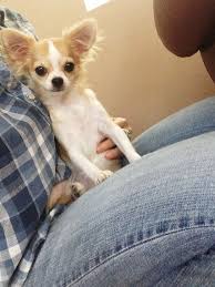 Young energetic dog is walking in the meadow. 5 Month Old Apple Head Chihuahua Long Haired Chihuahua Chihuahua Love Cute Puppies Chihuahua
