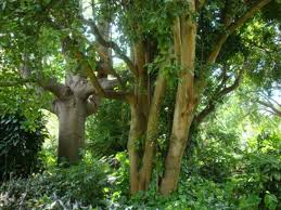 Image result for Elaeodendron croceum